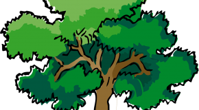 Oak Tree
