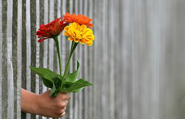 flowers