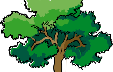 Oak Tree