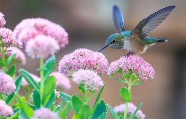 Spring Photos